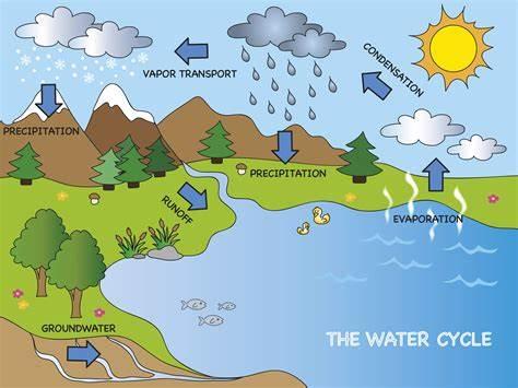 The water cycle.jpg